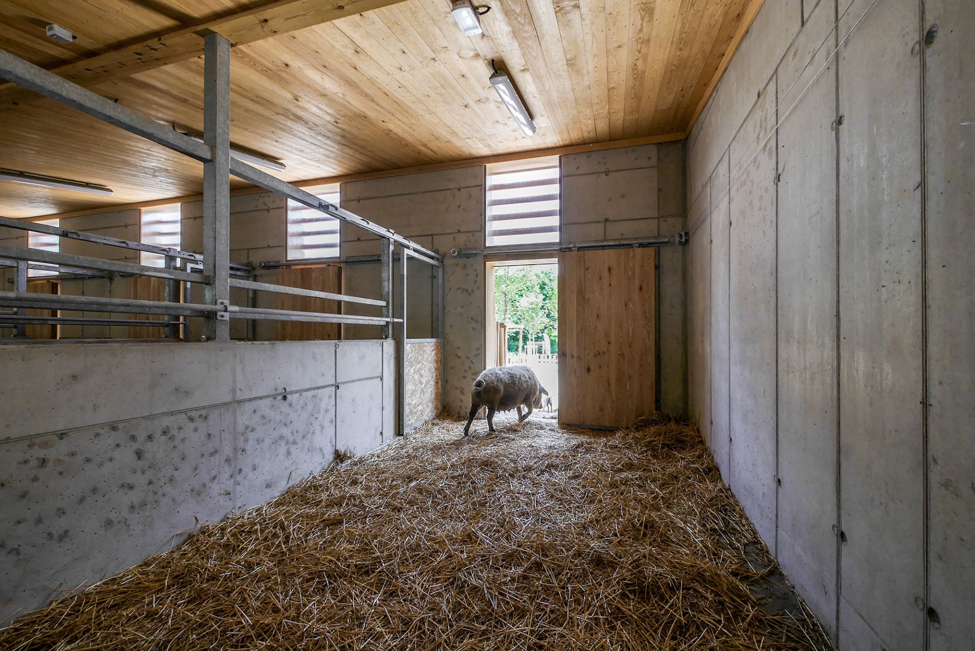 Háziállat bemutató