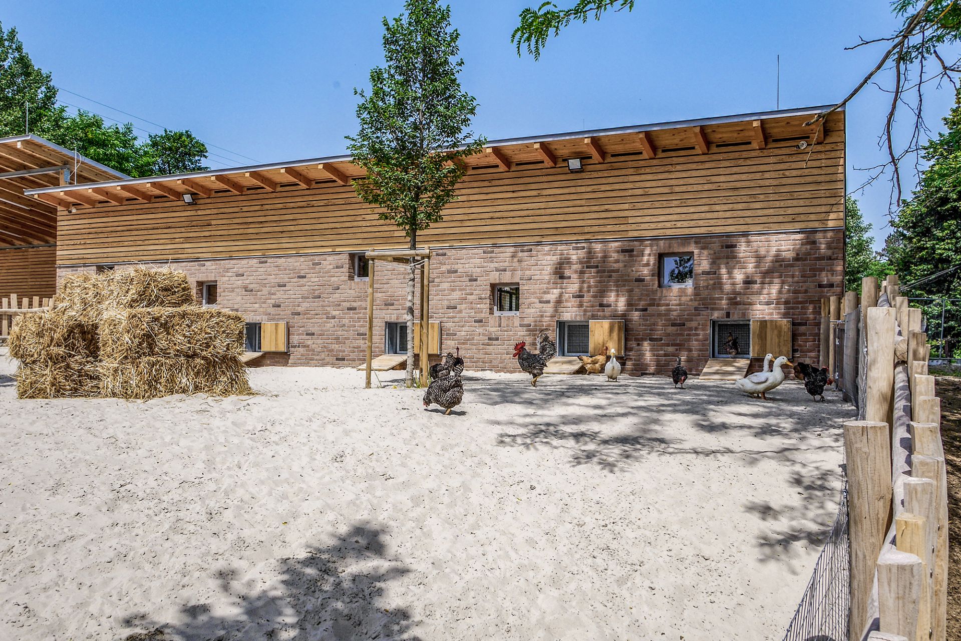 Háziállat bemutató