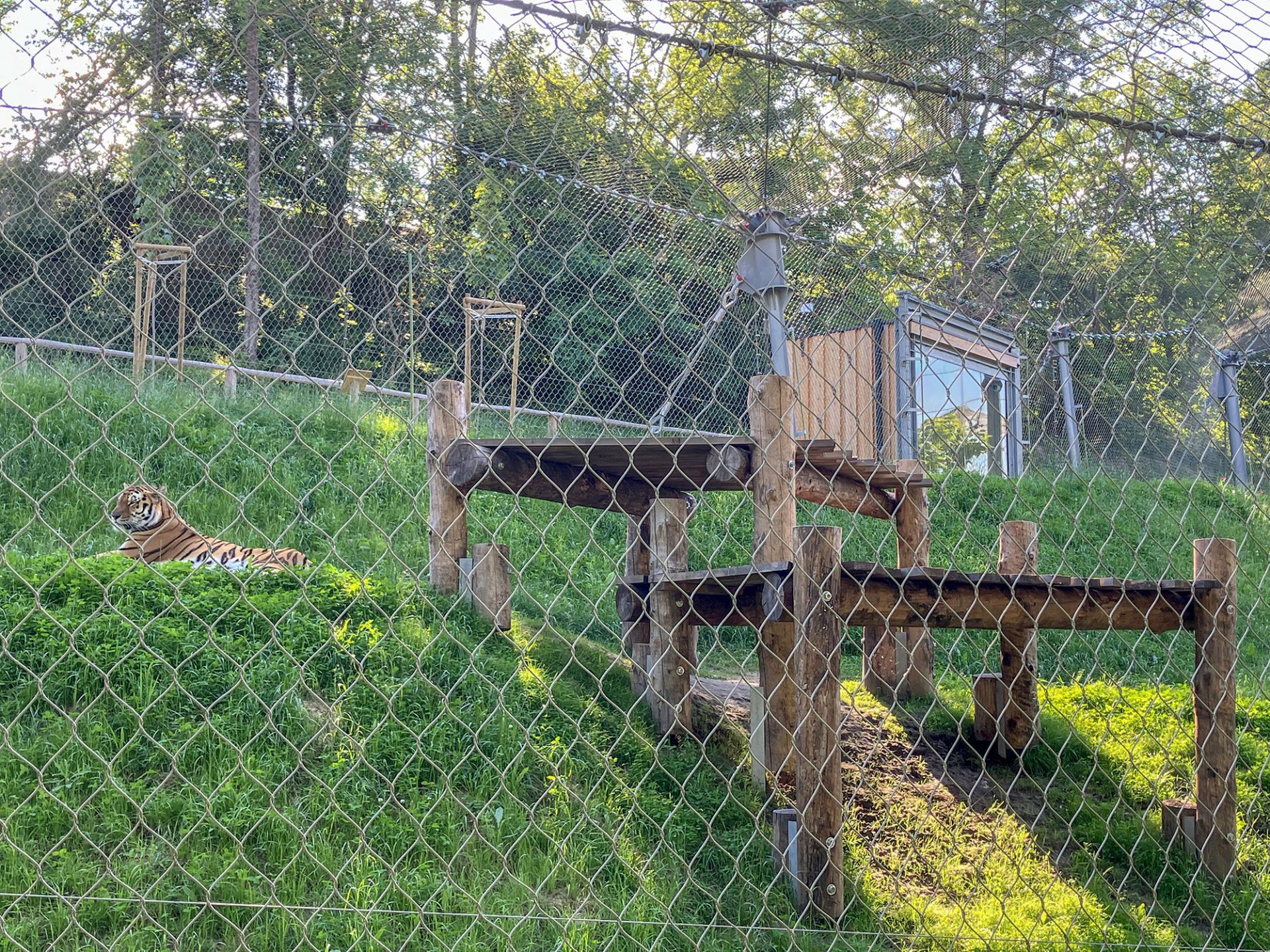 Enclosures for big cats