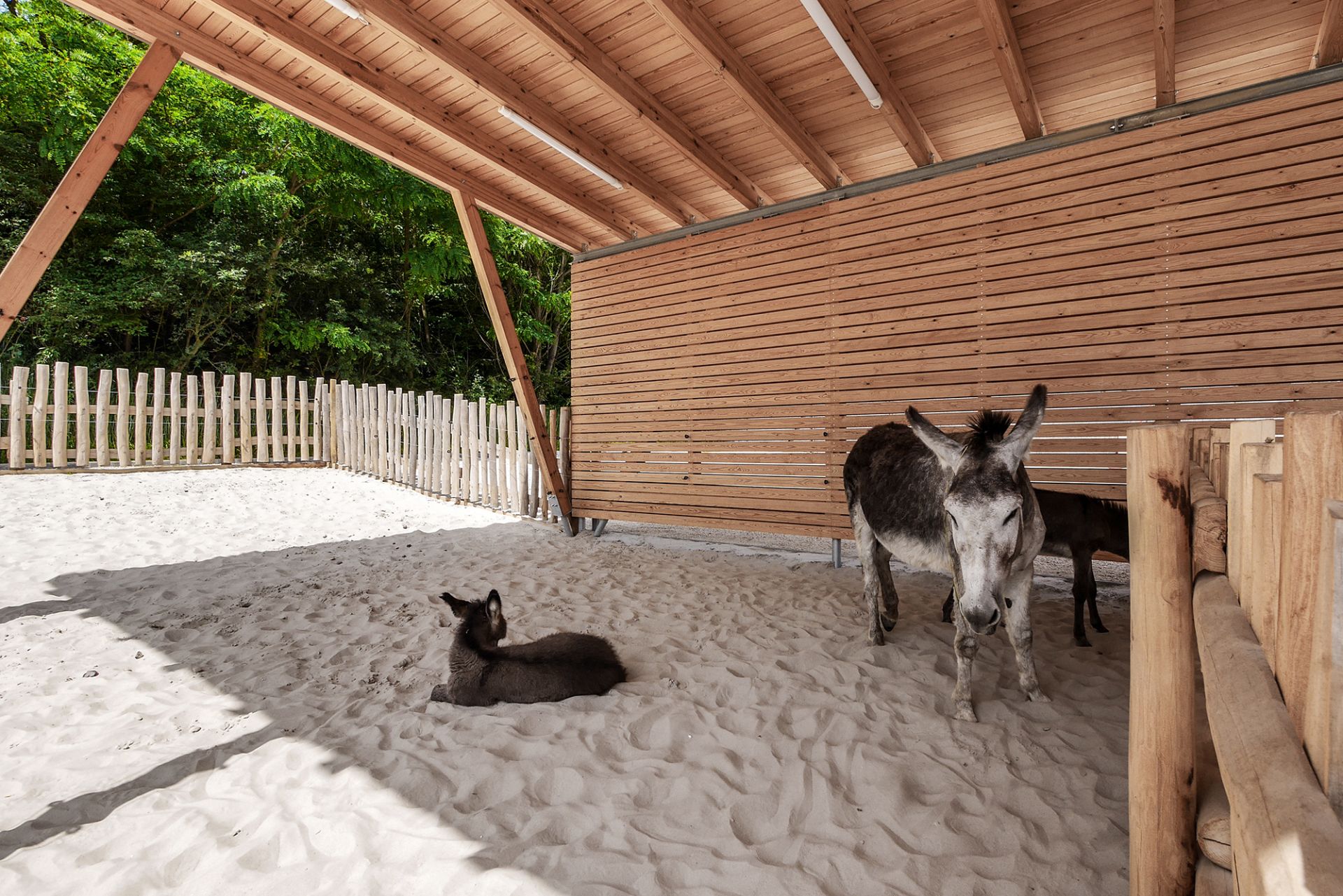 Háziállat bemutató