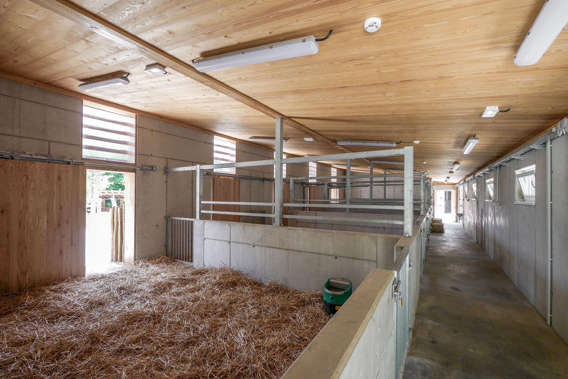 Háziállat bemutató