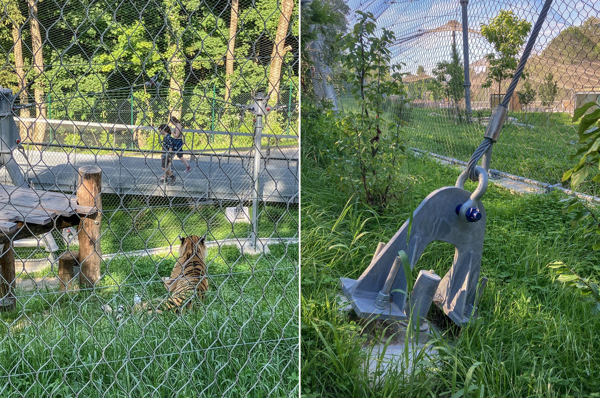 Enclosures for big cats